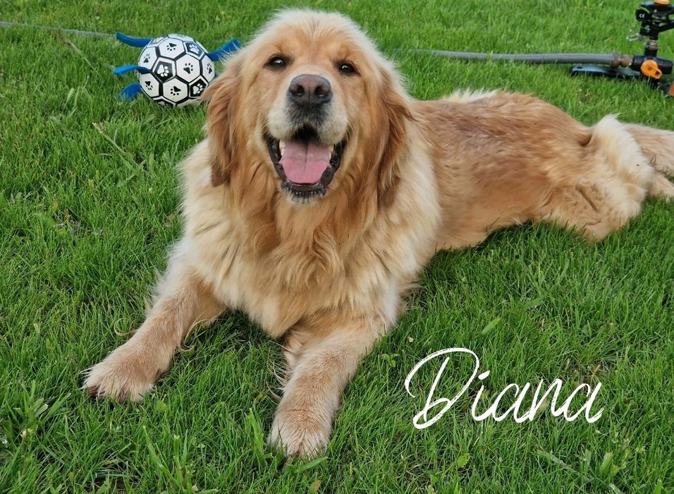 Golden Retriever  szczeniaki Złote / Ciemno Złote