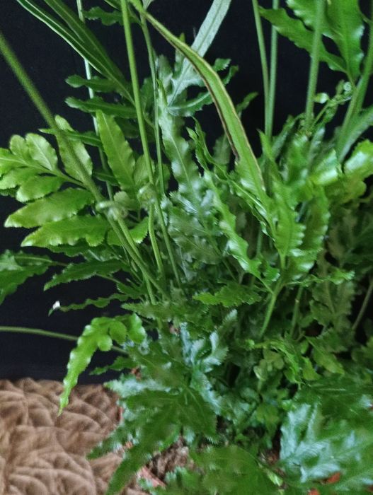 Птеріс (Pteris),