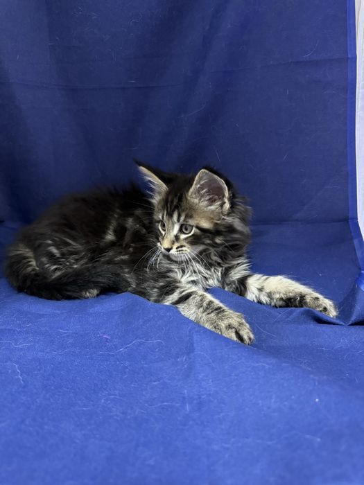 Мейн Кун девочки