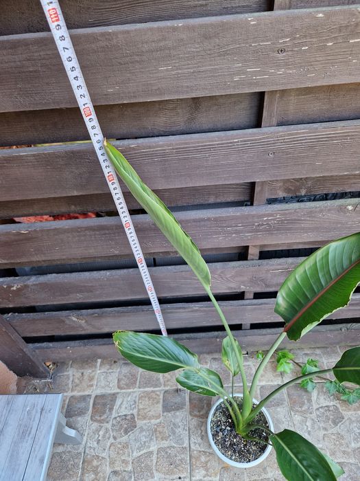 Стреліція Регіна Королівська Strelitzia reginae