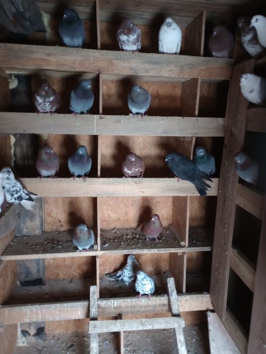 Gołębie szaryki stujkowe.