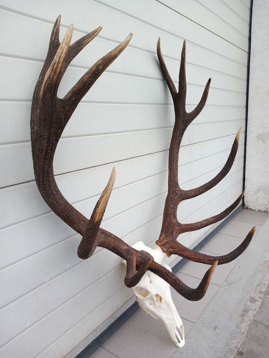 Poroże, Wieniec, Byk, Jeleń, Rogi 8 kg