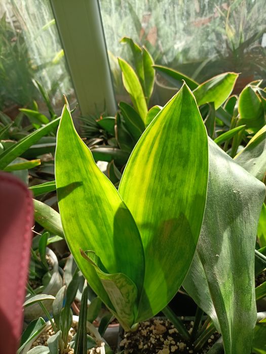 Сансевіерія Лаке Сібая варієгатна