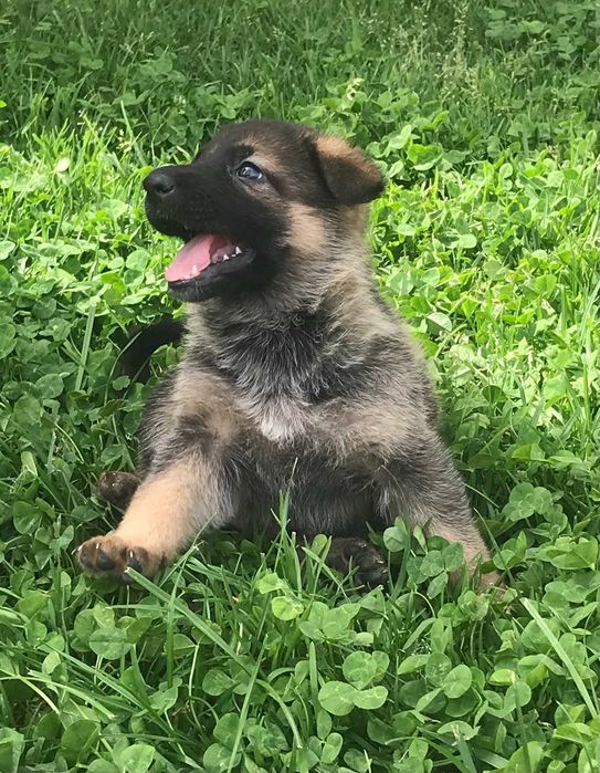 Cão Pastor Alemão