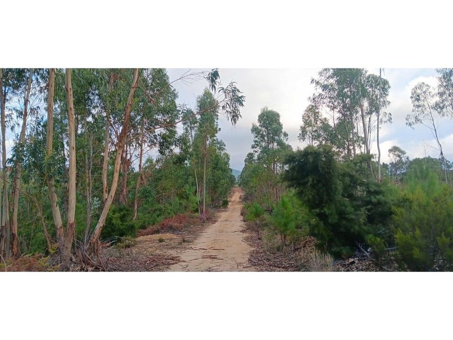 Terreno Rústico com 1.940 m² - Largo, Freguesia de Mação