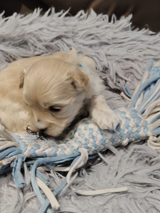 Drobniutki chłopczyk -Maltipoo F1