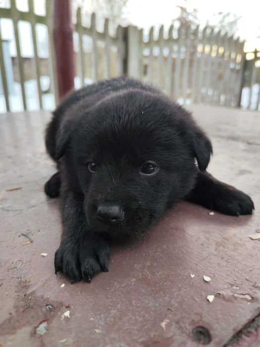 Oddam szczeniaki w dobre ręce