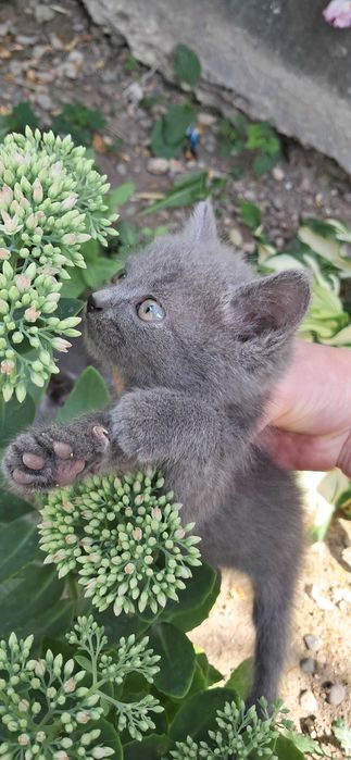 Кошенята безкоштовно
