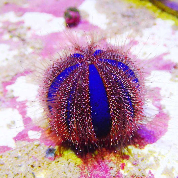 Mespilla globulus - jeżowiec - akwarium morskie