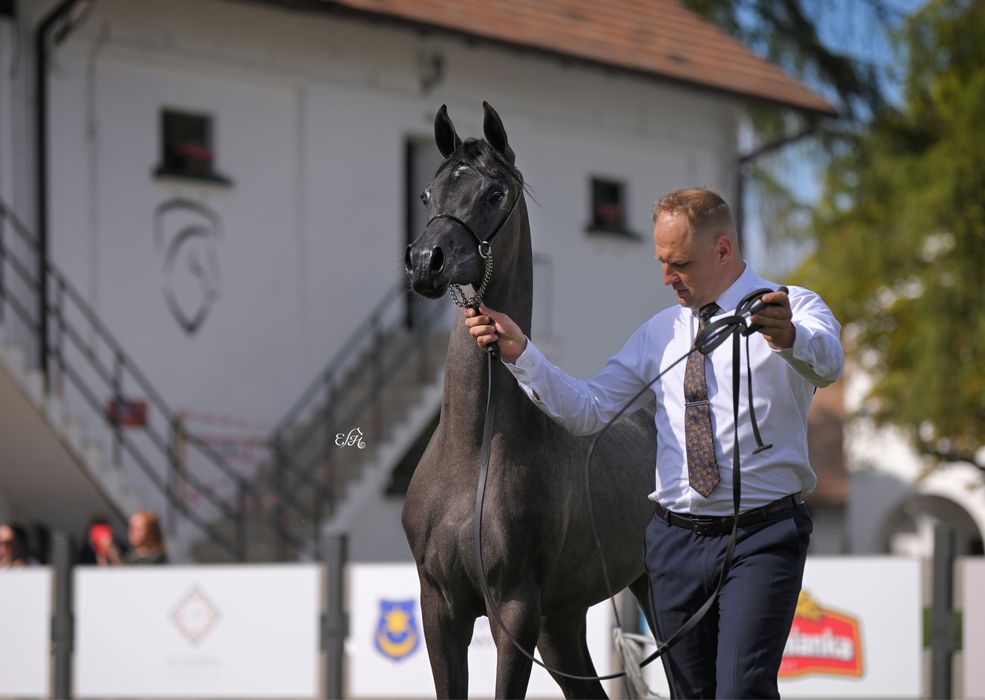 Klacz arabska po championatach polski