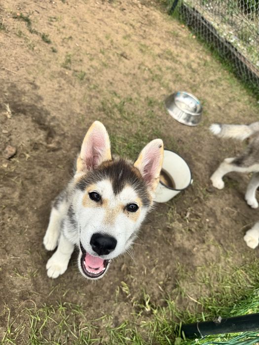 Szczeniaki Siberian Husky