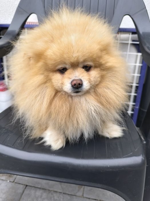 Szpic miniaturowy pomeranian r,e,p,r,o