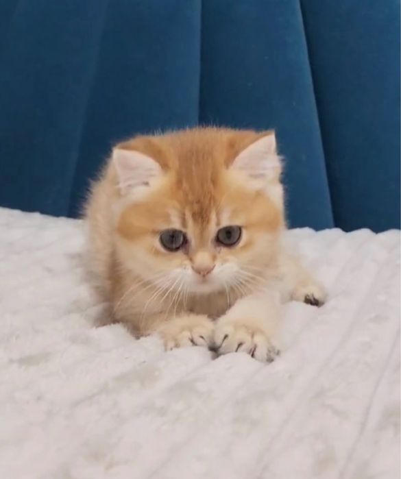 Золота британська красунечка