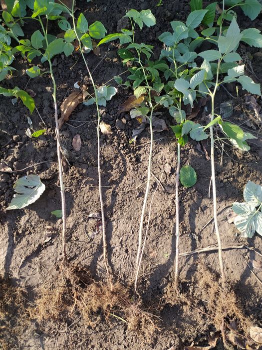 Продам малину сорт Зюгана ремонтантна