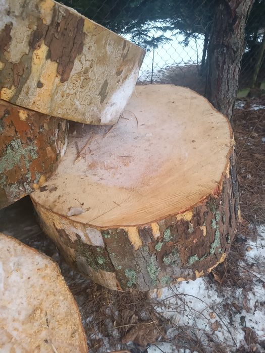 Plastry drzewa pieńki