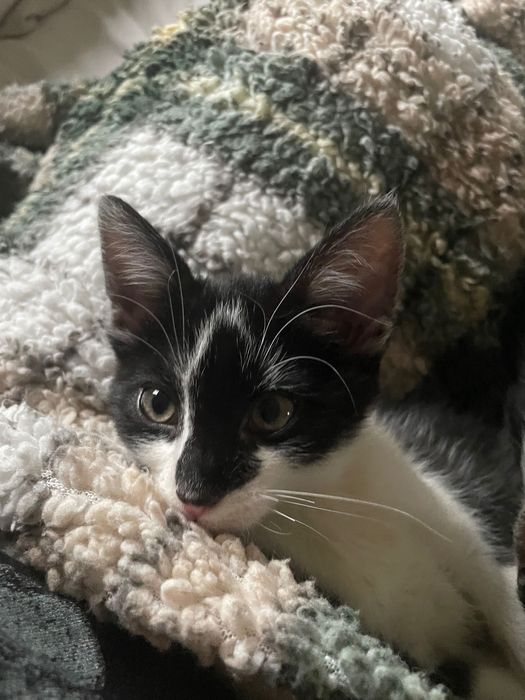 Oddam 2 koty za darmo