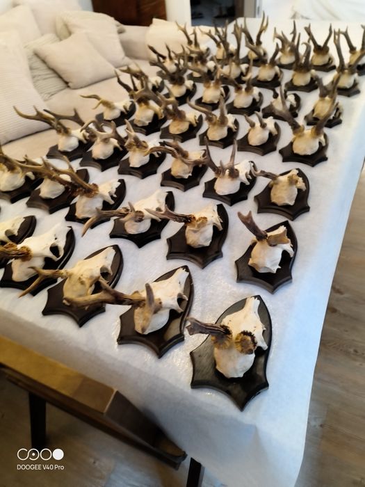 Sprzedam rogi z czaszką jelenia