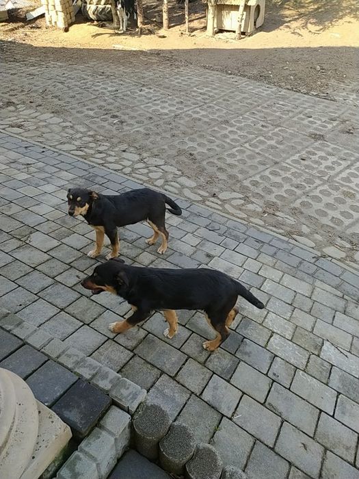 Oddam suczki w dobre ręce