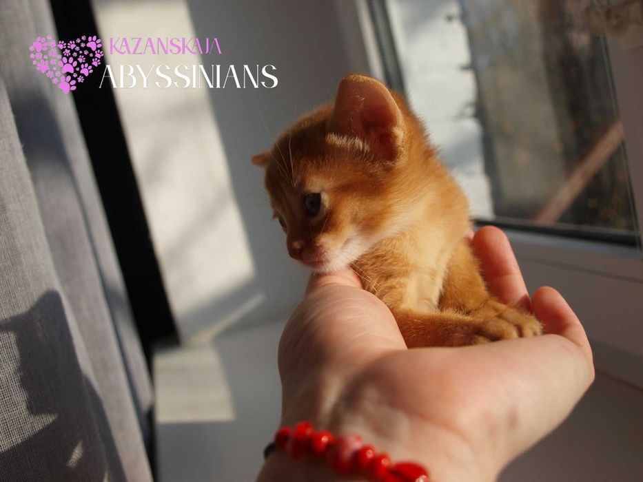 Гарнюня хлопчина абісинська кішка кошеня