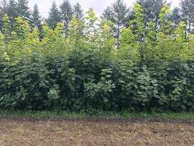 Klon jawor 2,5 m - 3 m Sadzonki