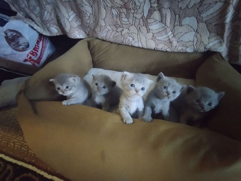 Шотландські кошенята