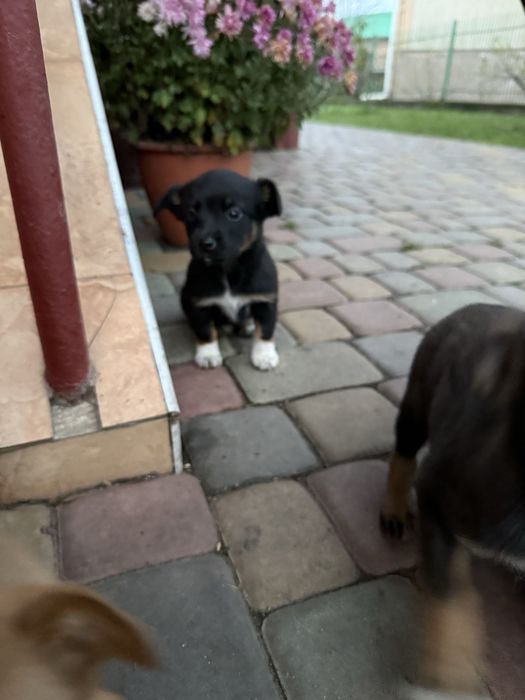 Собачки в добрі руки