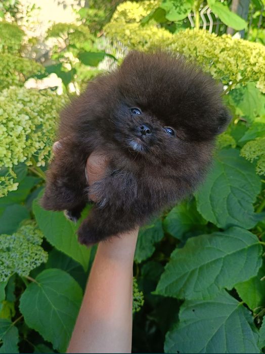 Miś szpic miniaturowy pomeranian boo sunia