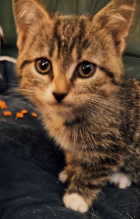 Oddam za darmo do adopcji