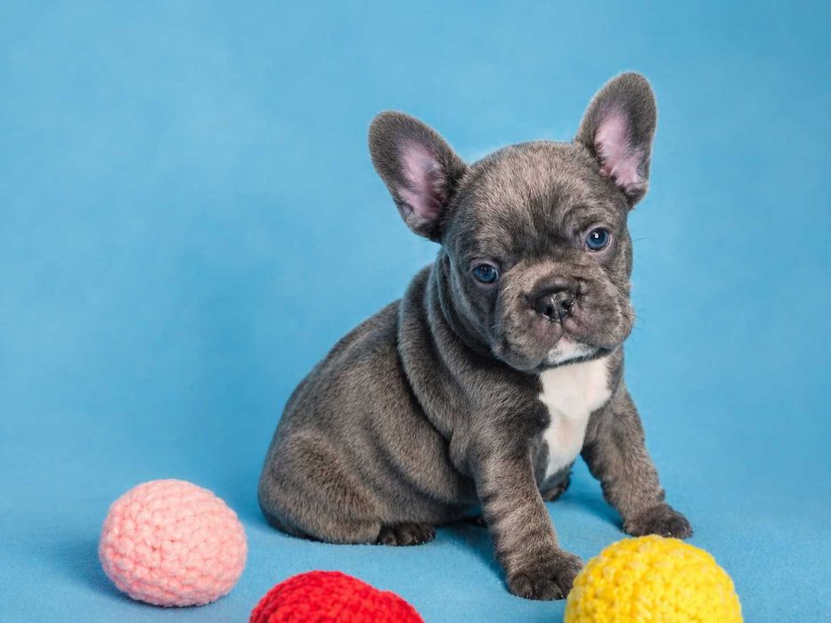 Buldogue francês macho