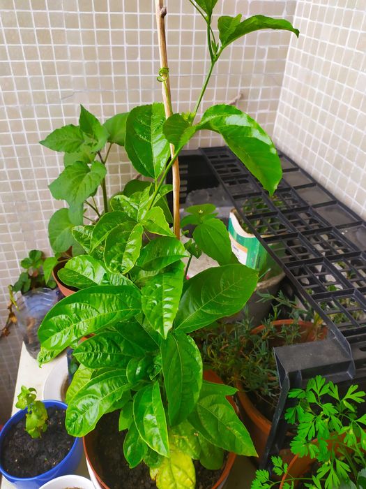 Vendo árvore  Maracujá