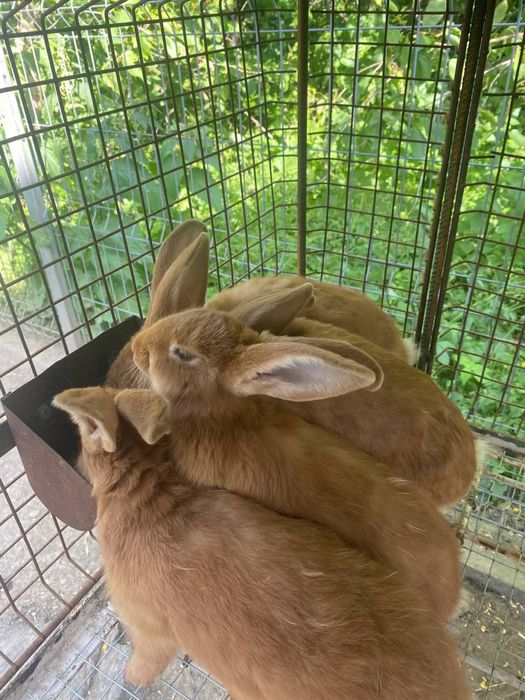 Продаються кролики