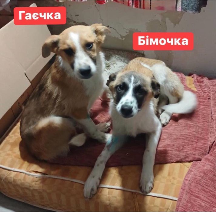 Дівчата шукають дім! 7 місяців. Стерилізовані