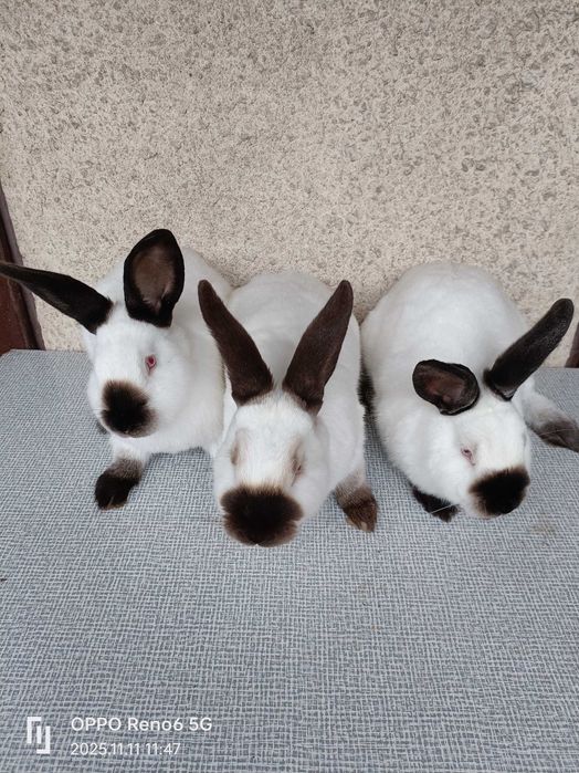 Króliki.3 samce.Kalifornijski Czarny. Z 07-2025