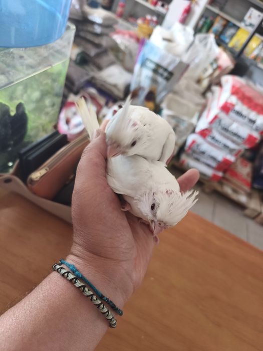 Caturras bebés...