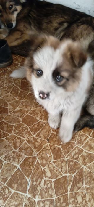 Собачки безкоштовно