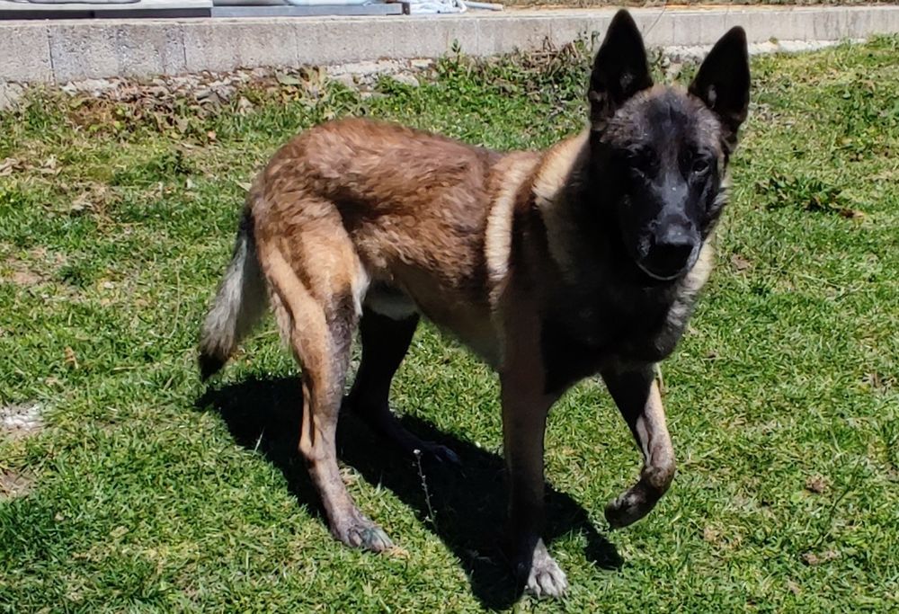 Macho Pastor Belga Malinois