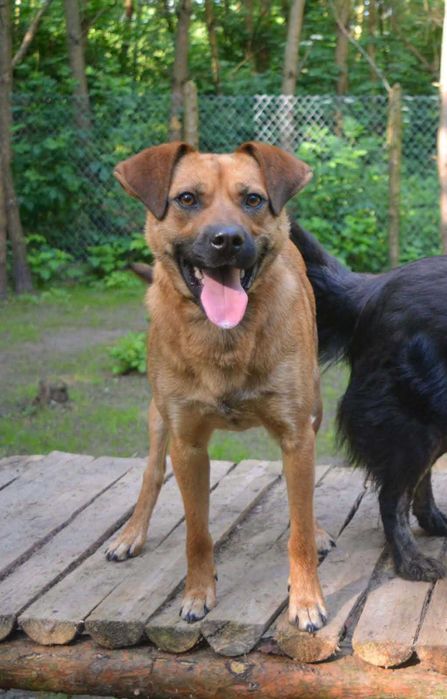 Młodziutki, energiczny Lucky poleca się na towarzysza