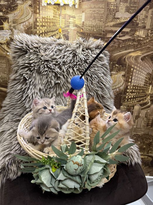 Шотландські кошенята