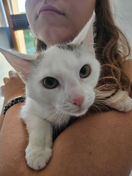 Kotek do adopcji