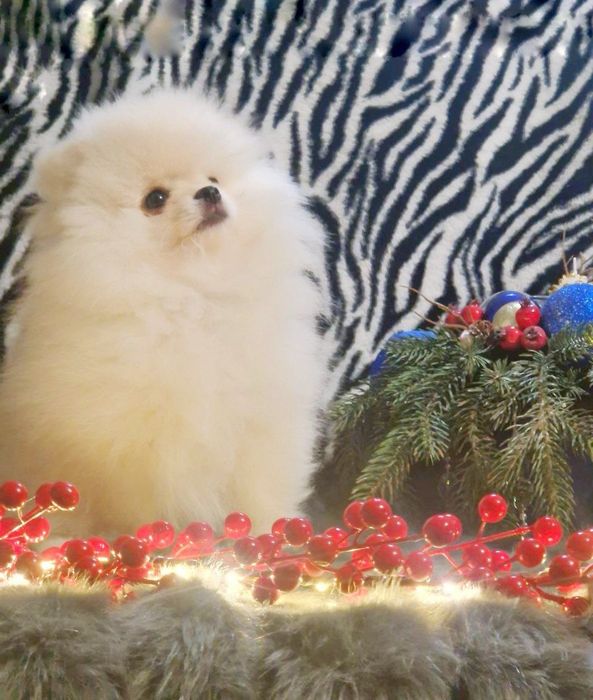 Померанський шпіц