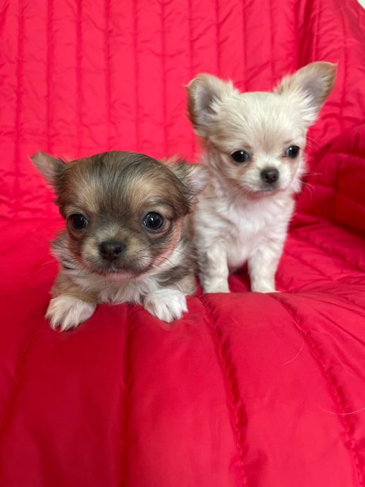 Дівчатка чихуахуа