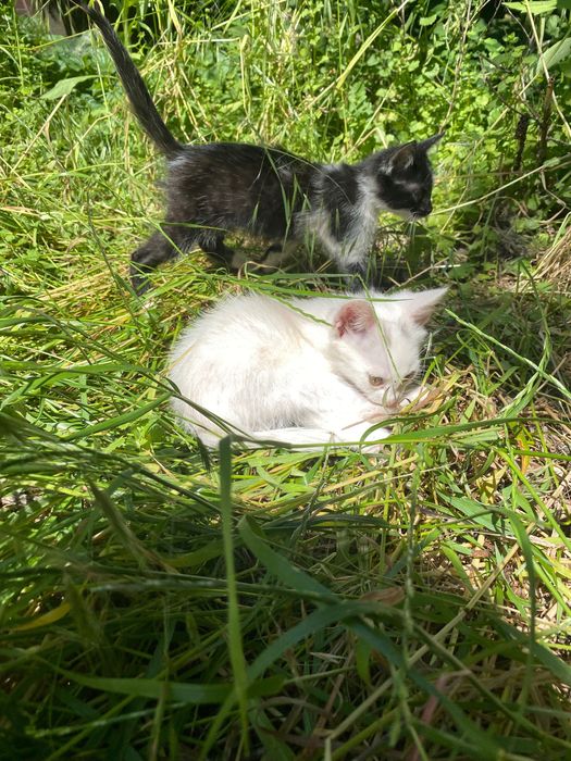 Кошенята шукають сім’ю