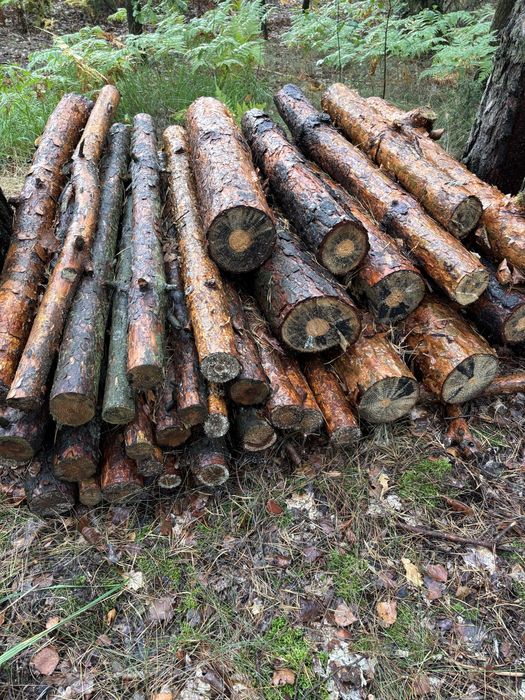 Drewno sosnowe srednica od kilku do 30 cm, dlugosc do 125 cm