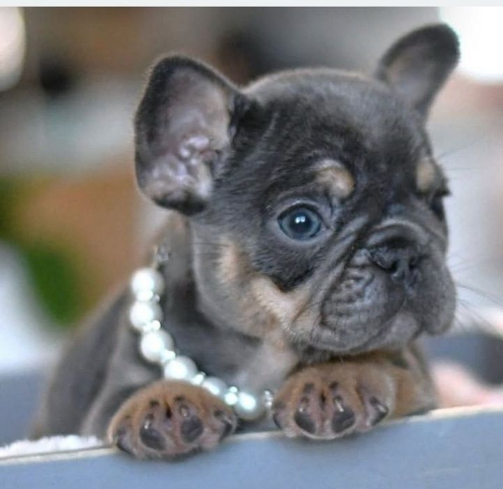 Малиш блакитний . мінні