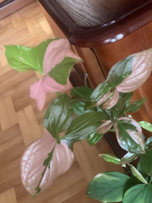 Sygnonium  red - spot - ciety szczyt !