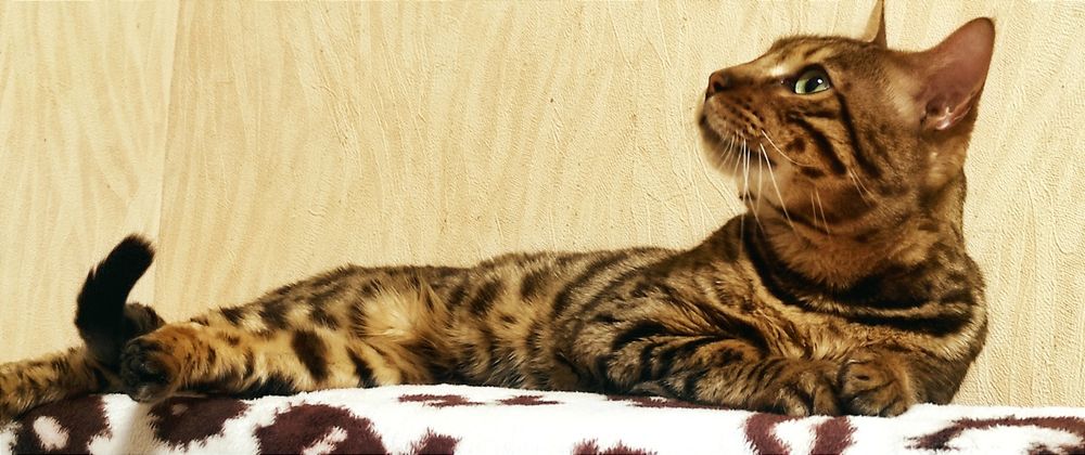 Бенгальский  котик.Вязка