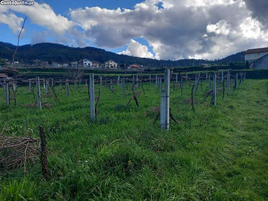 Terreno Agrícola com vinha