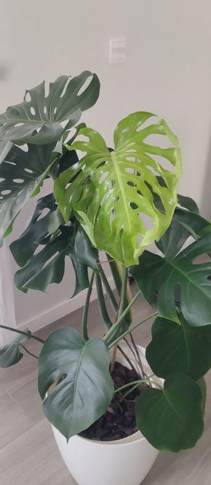 Monteras deliciosa