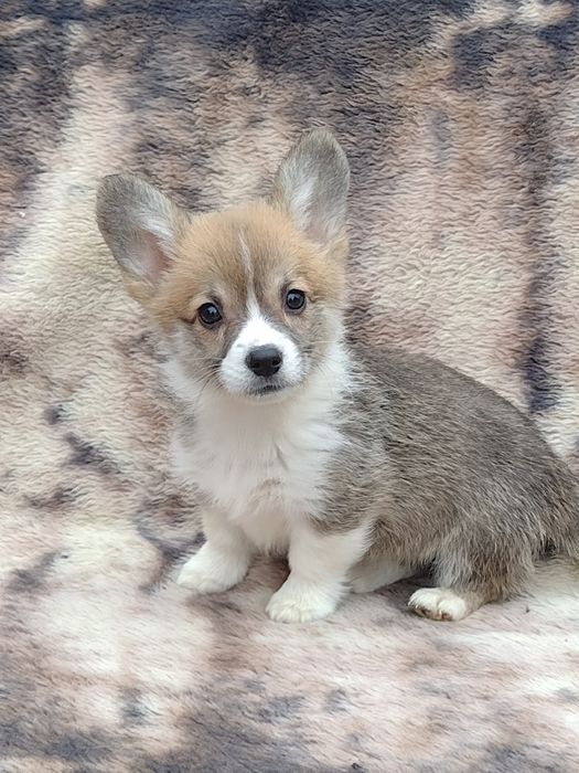 Святкова акційна пропозиція!