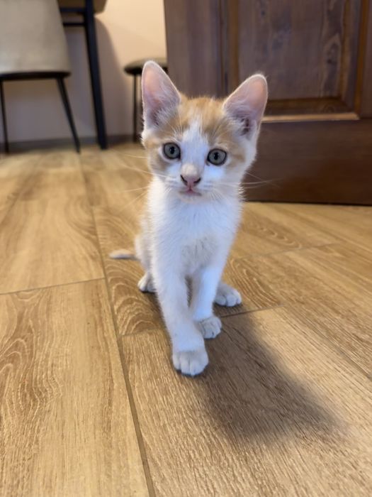 Кошеня безкоштовно